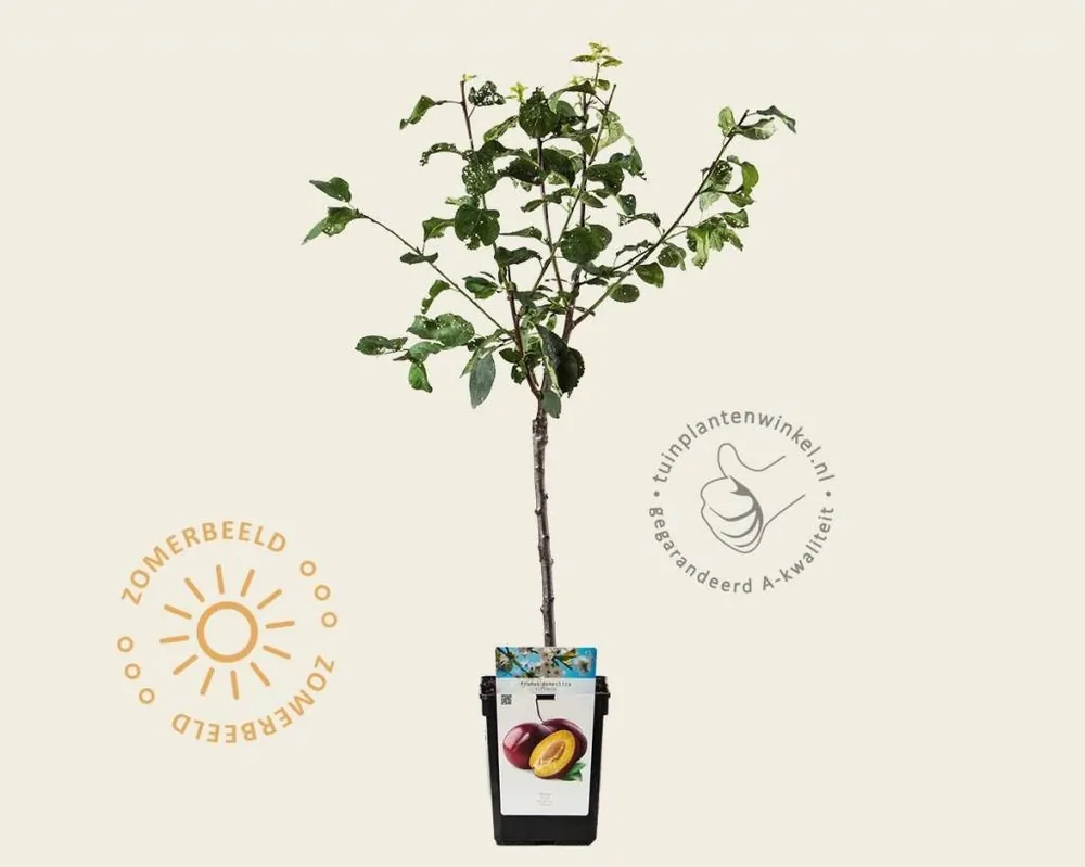 Topkwaliteit | Prunus domestica ‘Victoria‘ - mini