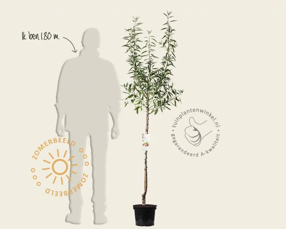 Scherpe prijs | Prunus dulcis - halfstam