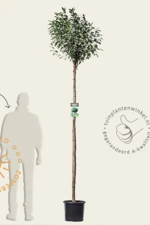 Zojuist toegevoegd - Prunus eminens ‘Umbraculifera‘ - 180 cm stam