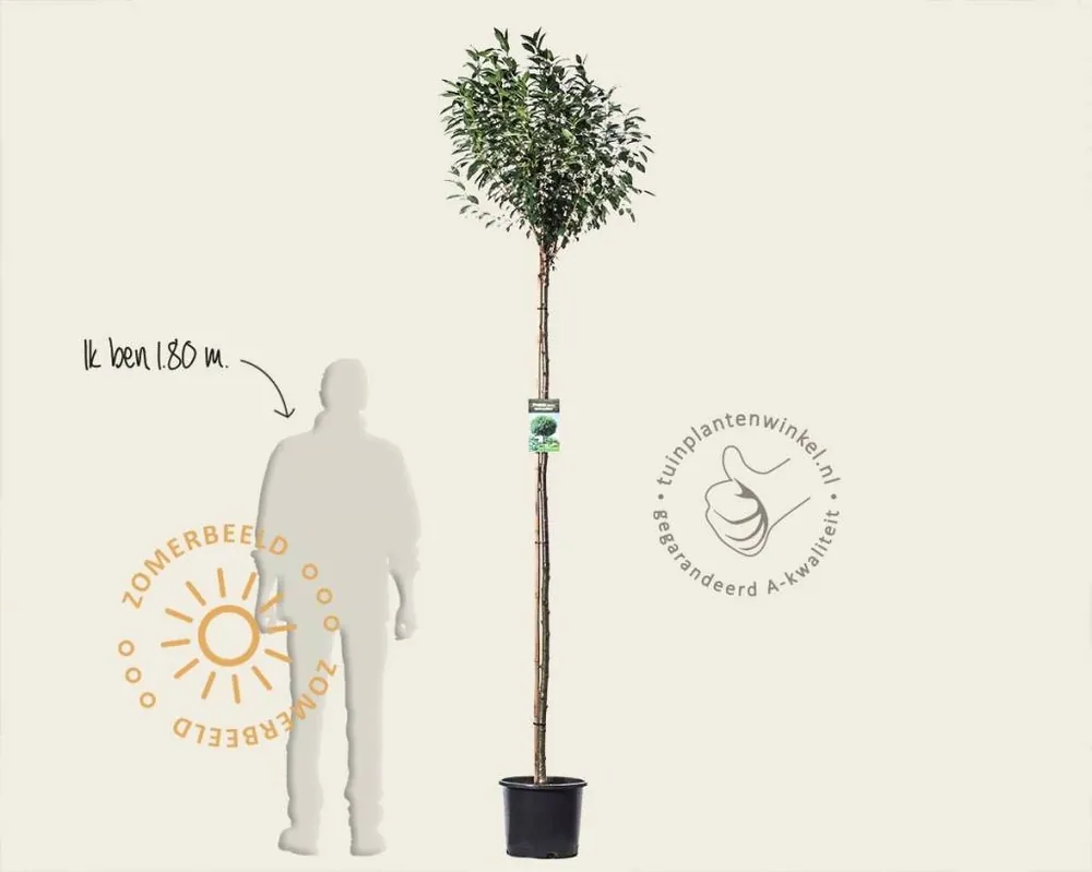 Zojuist toegevoegd - Prunus eminens ‘Umbraculifera‘ - 180 cm stam