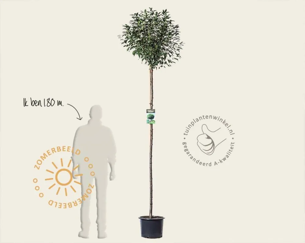 Prunus eminens ‘Umbraculifera‘ - 200 cm stam | Extra korting