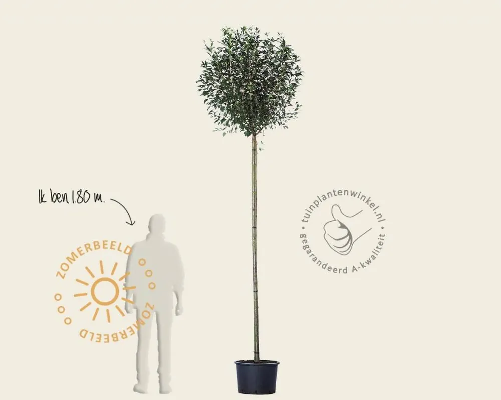 Bijna uitverkocht | Prunus eminens ‘Umbraculifera‘ - 200 cm stam