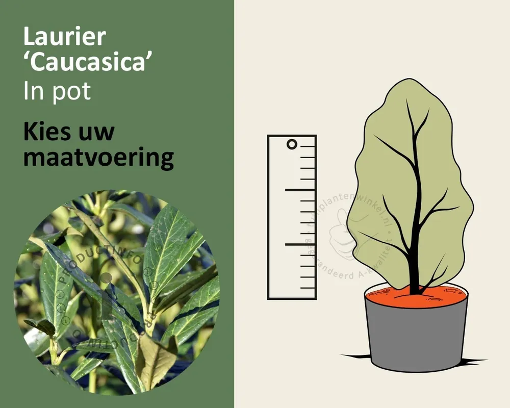 Bestseller - Prunus laurocerasus ‘Caucasica‘ - in pot