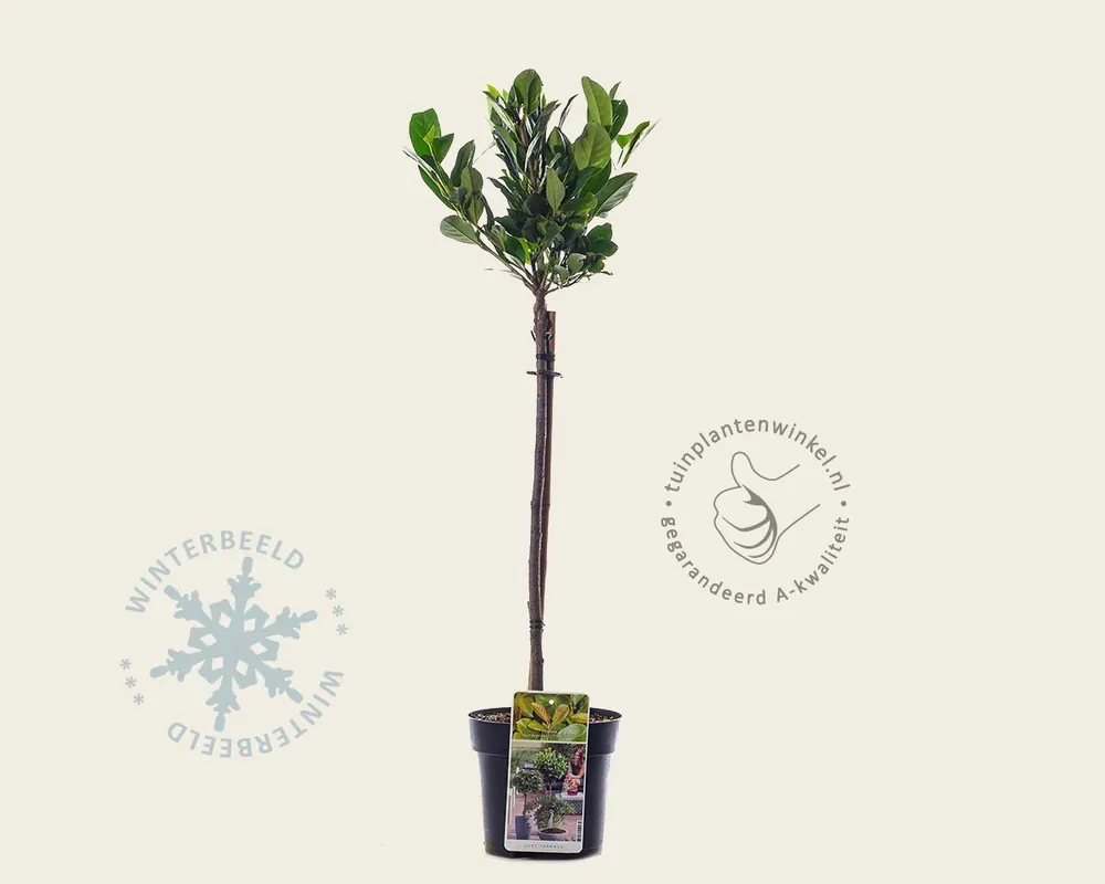 Koop vandaag | Prunus laurocerasus ‘Etna‘ - 50 cm stam