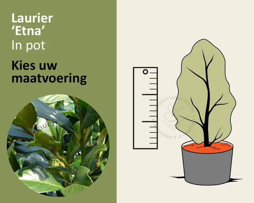 Prunus laurocerasus ‘Etna‘ - in pot | Topdeal