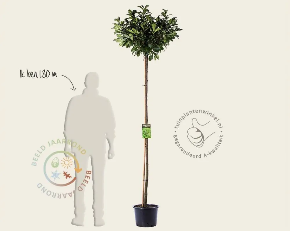 Nog maar enkele beschikbaar | Prunus laurocerasus ‘Etna‘ - op stam