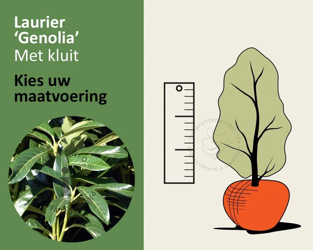 Op voorraad | Prunus laurocerasus ‘Genolia‘ - kluit