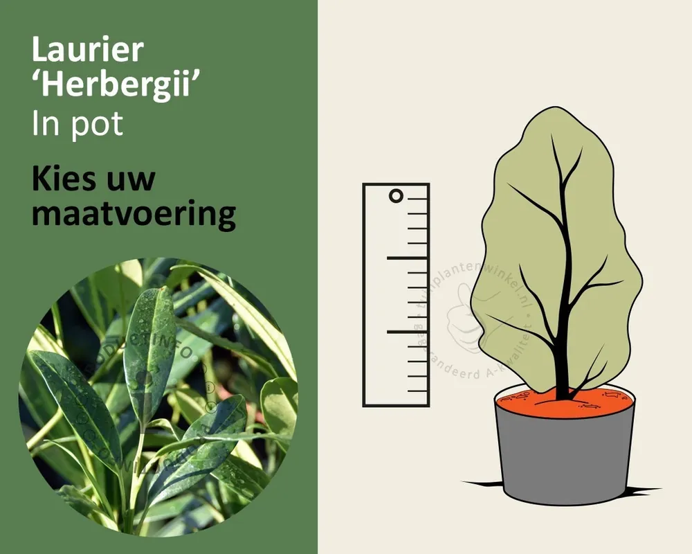 Prunus laurocerasus ‘Herbergii‘ - in pot - Speciale aanbieding
