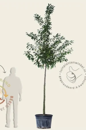 Zeer goed beoordeeld | Prunus laurocerasus ‘Novita‘