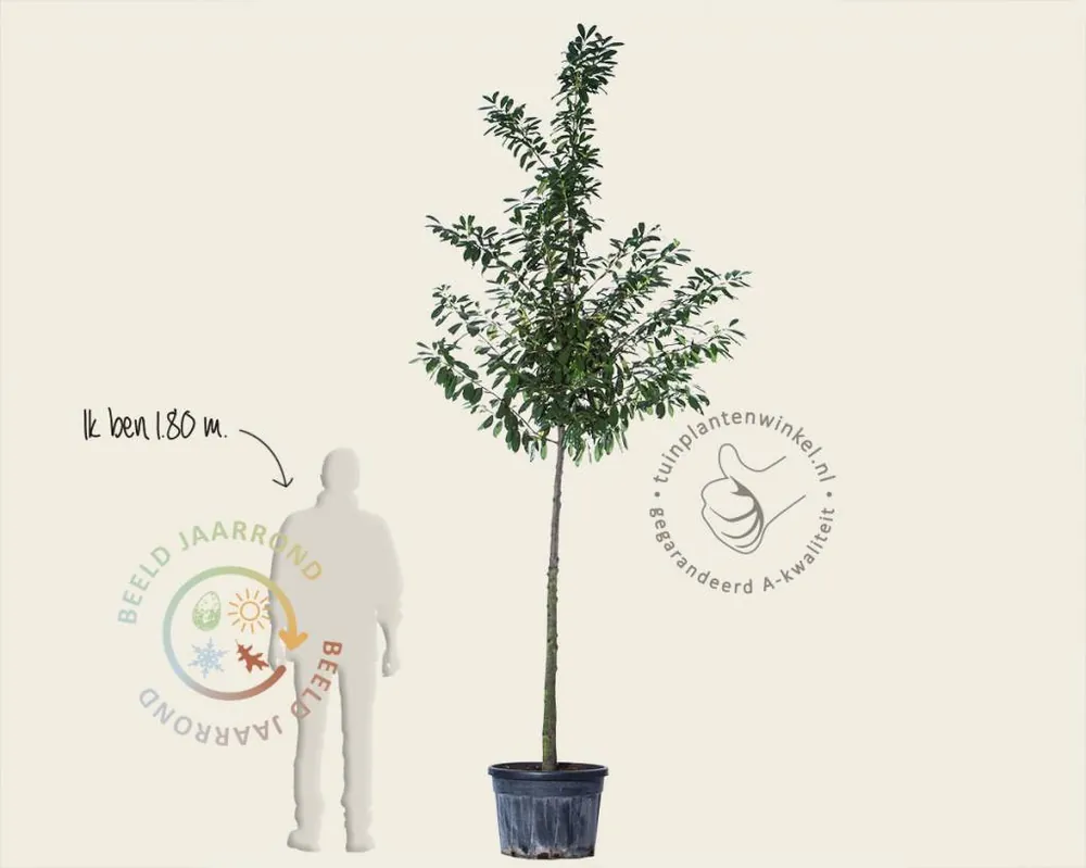 Zeer goed beoordeeld | Prunus laurocerasus ‘Novita‘