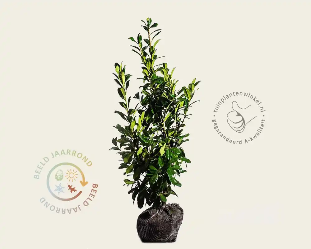 Meest verkocht - Prunus laurocerasus ‘Novita‘ - kluit