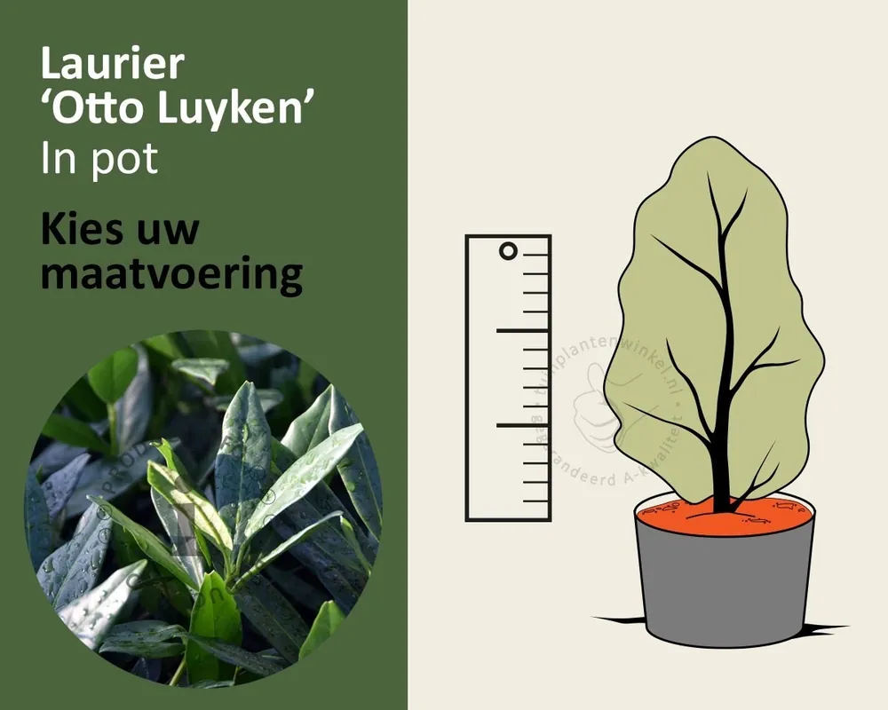 Nieuw in de shop - Prunus laurocerasus ‘Otto Luyken‘ - in pot
