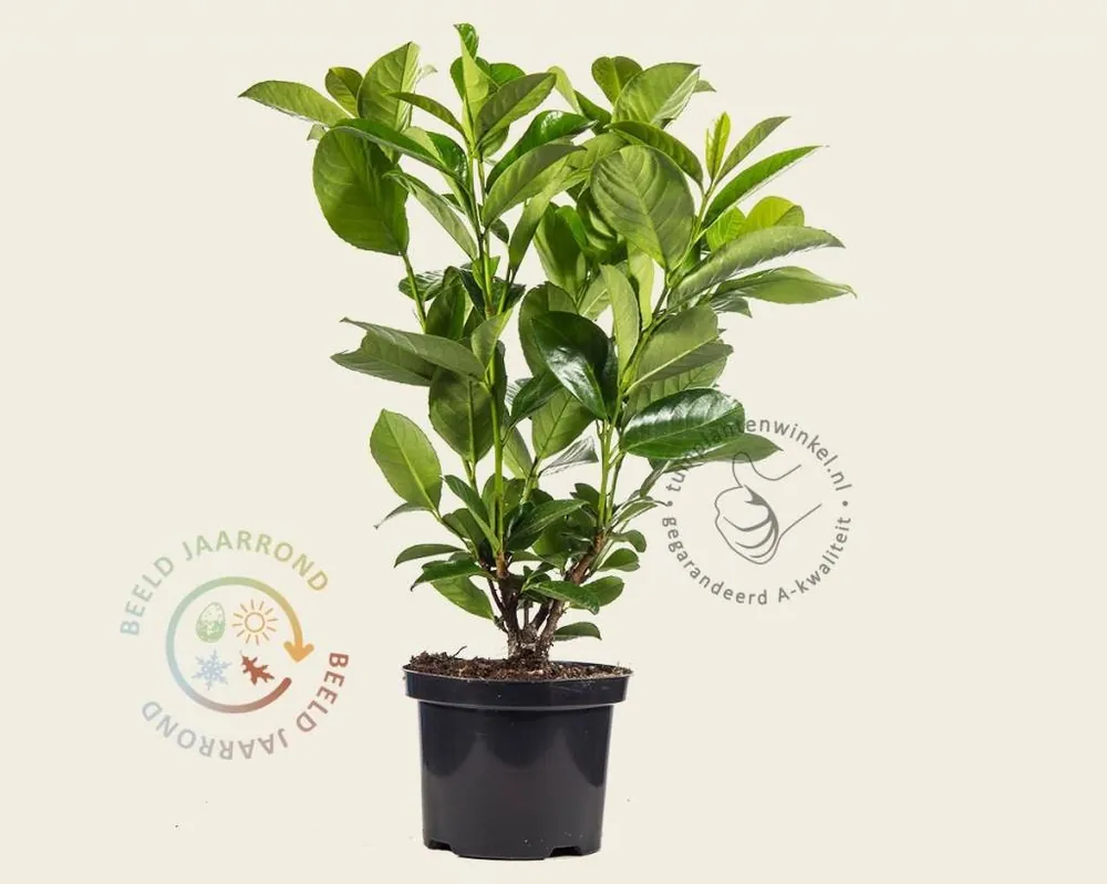 Prunus laurocerasus ‘Rotundifolia‘ - in pot | Superprijs