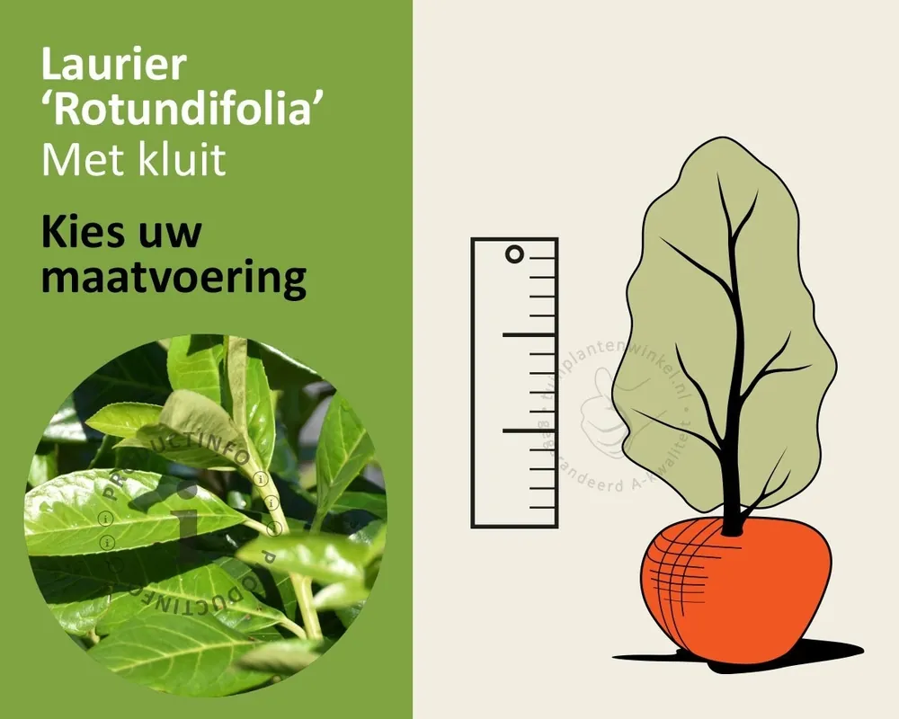 Speciale aanbieding | Prunus laurocerasus ‘Rotundifolia‘ - kluit