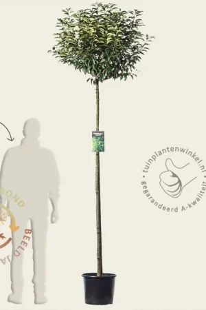 Zolang de voorraad strekt | Prunus lusitanica ‘Angustifolia‘ - 180 cm stam