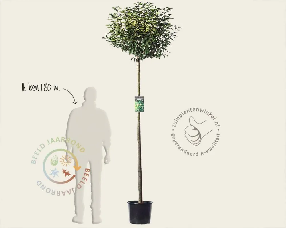 Zolang de voorraad strekt | Prunus lusitanica ‘Angustifolia‘ - 180 cm stam