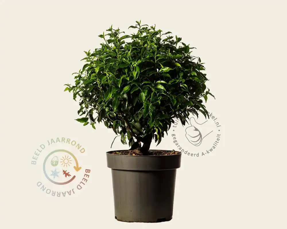 Veel gevraagd | Prunus lusitanica ‘Angustifolia‘ - bolvorm