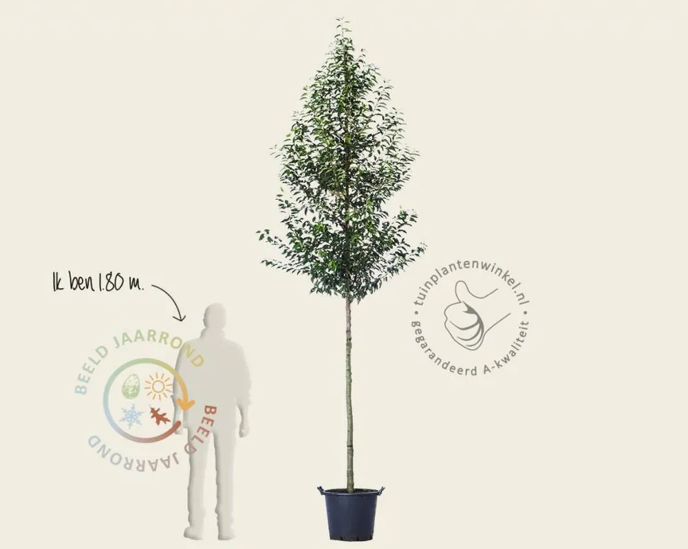 Topproduct | Prunus lusitanica ‘Brenelia‘ - hoogstam