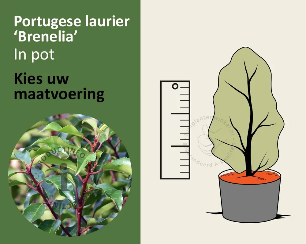 Rechtstreeks van de fabrikant | Prunus lusitanica ‘Brenelia‘ - in pot