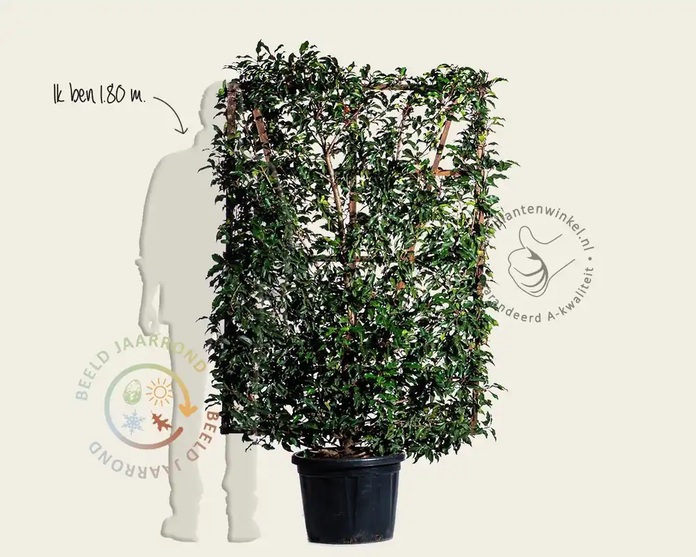 Prunus lusitanica ‘Brenelia‘ - In rek 110x160 cm - Direct bestellen