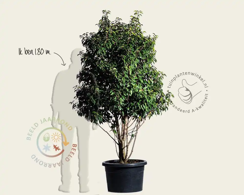 Favoriet van klanten | Prunus lusitanica ‘Brenelia‘ - meerstammig