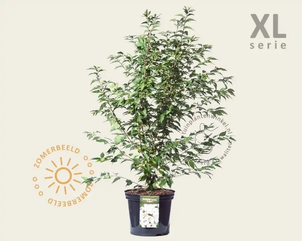 Goed beoordeeld - Prunus nipponica ‘Brillant‘ - XL