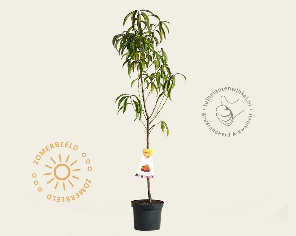 Veel gekozen - Prunus nucipersica ‘Flateryna‘ - laagstam