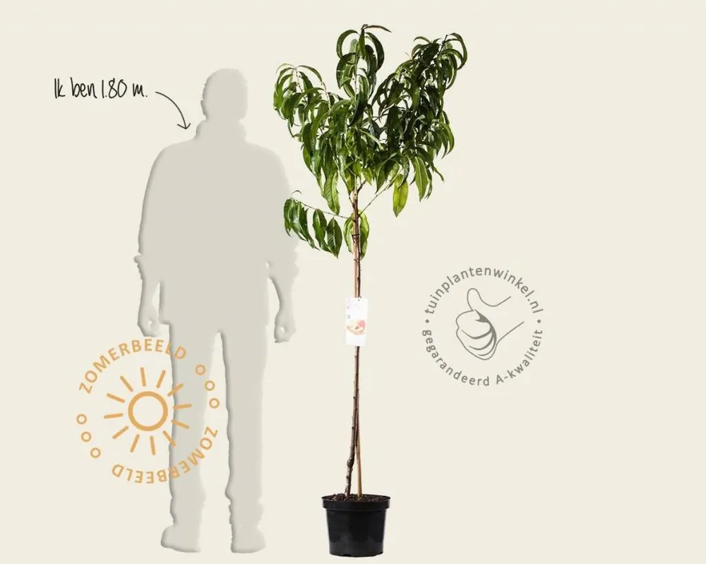 Professionele kwaliteit | Prunus nucipersica ‘Flavortop‘ - halfstam