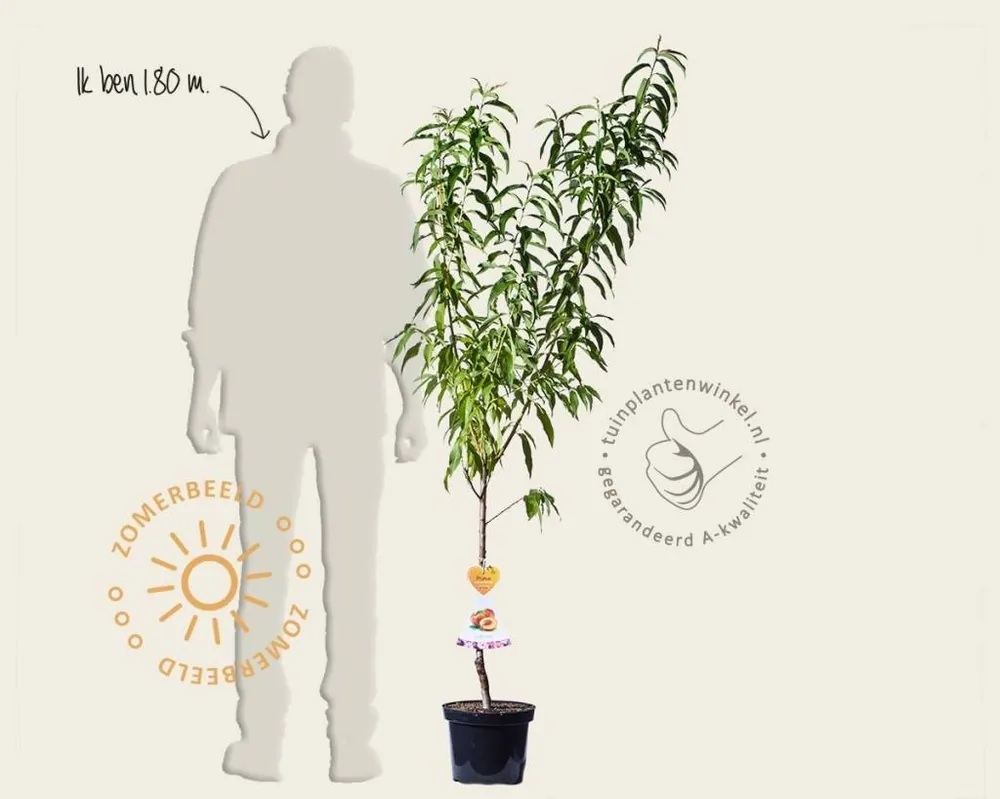 Net gelanceerd | Prunus nucipersica ‘Flavortop‘ - laagstam