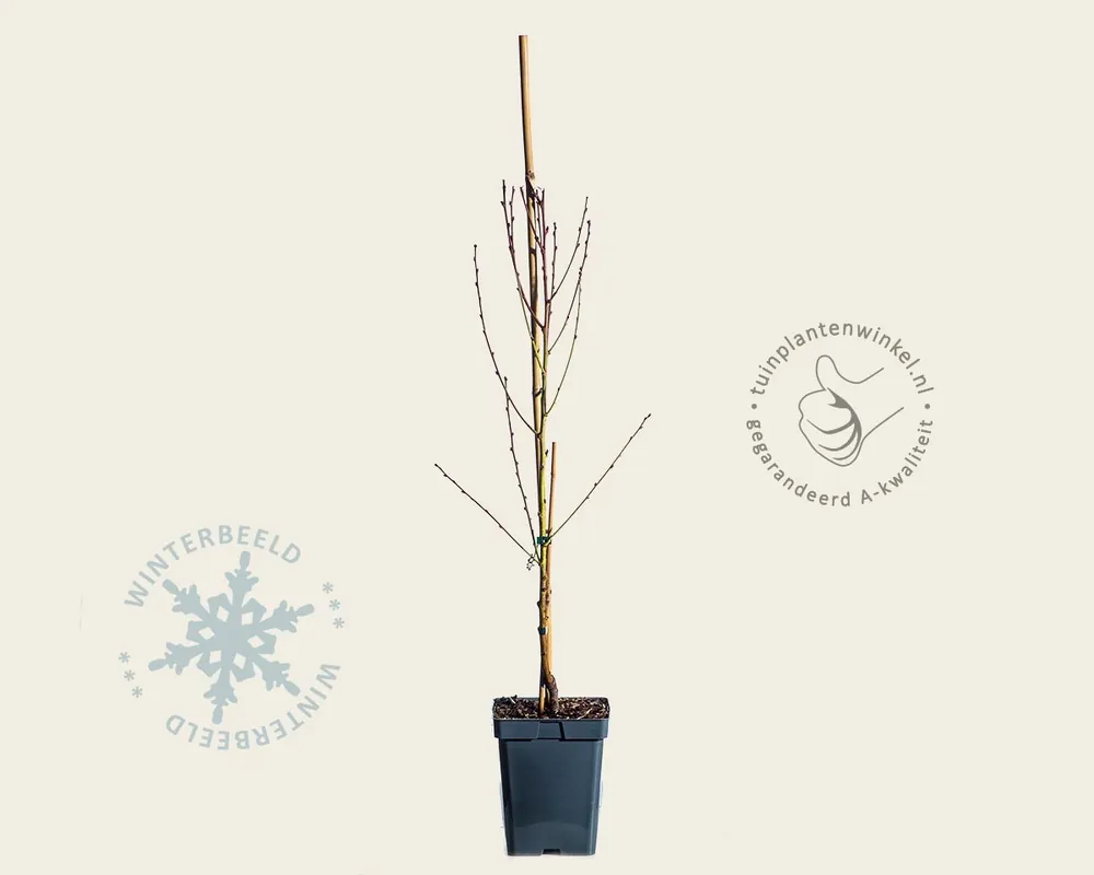 Prunus nucipersica ‘Flavortop‘ - mini - Speciale aanbieding