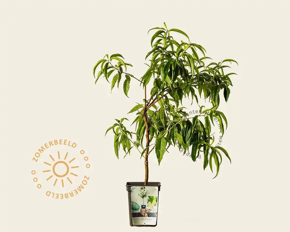 Prunus persica ‘Ice Peach‘ - mini - Populair