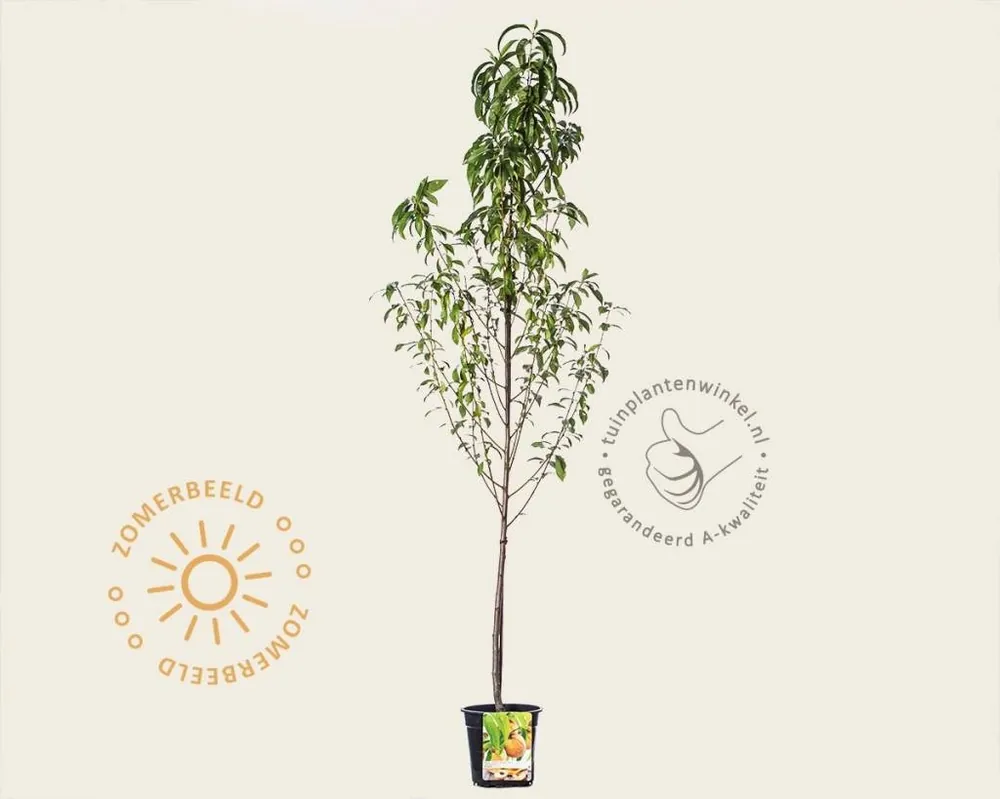 Profiteer nu - Prunus persica ‘Peregrine‘ - laagstam