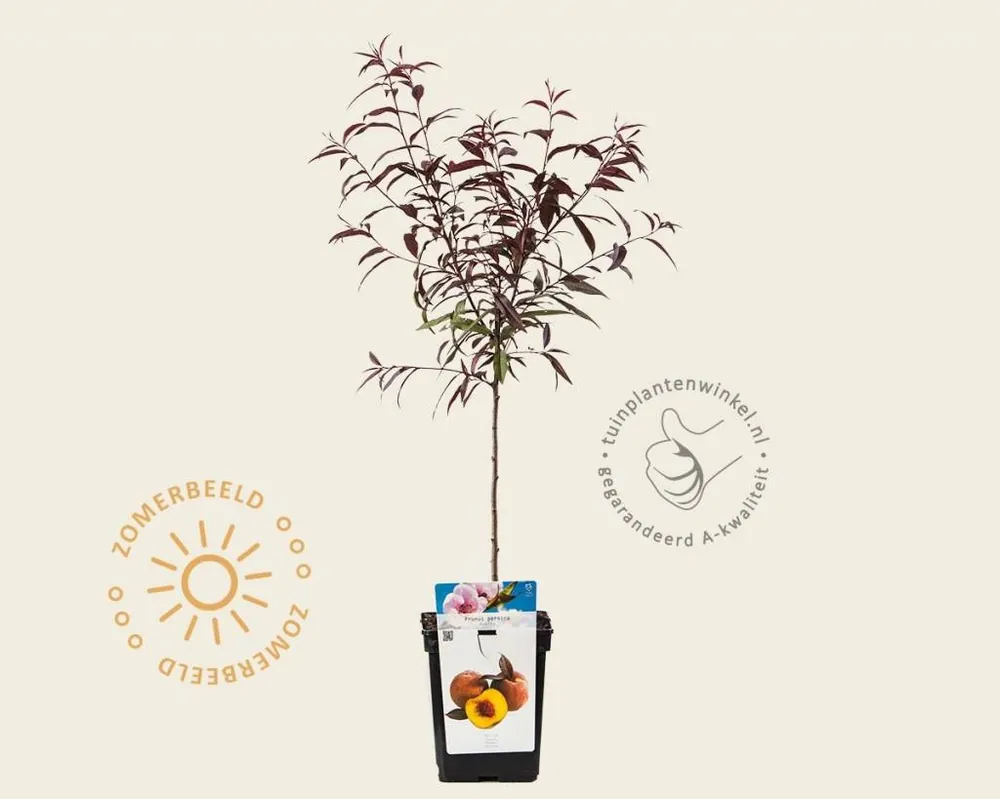 Prunus persica ‘Rubira‘ - mini | Bespaar nu
