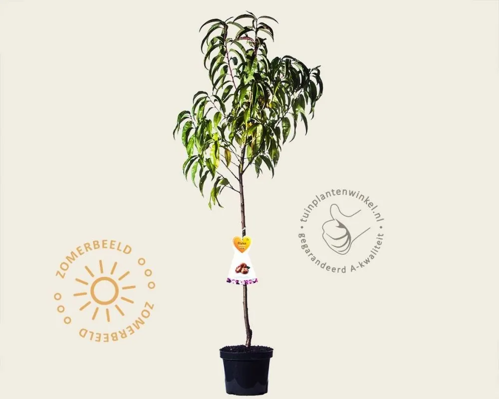 Prunus persica ‘Saturn‘ - laagstam - Shop nu