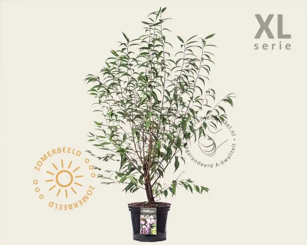 Bijna uitverkocht - Prunus serrula - XL