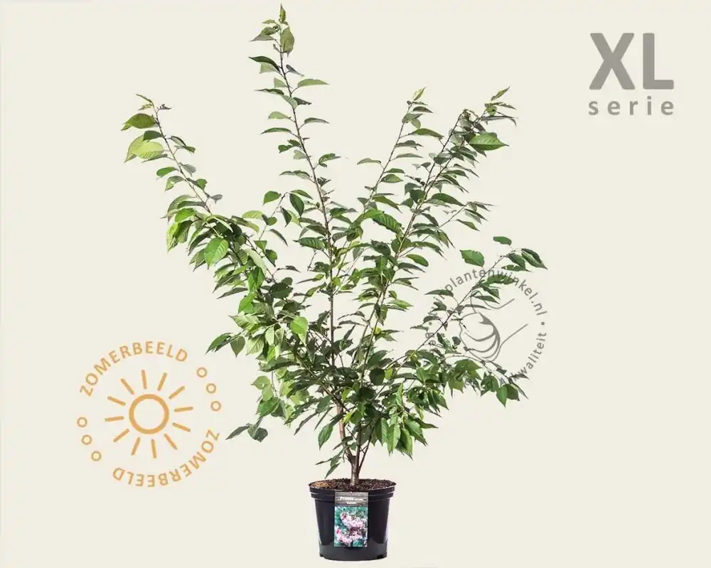 Prunus serrulata ‘Kanzan‘ - XL | Op voorraad