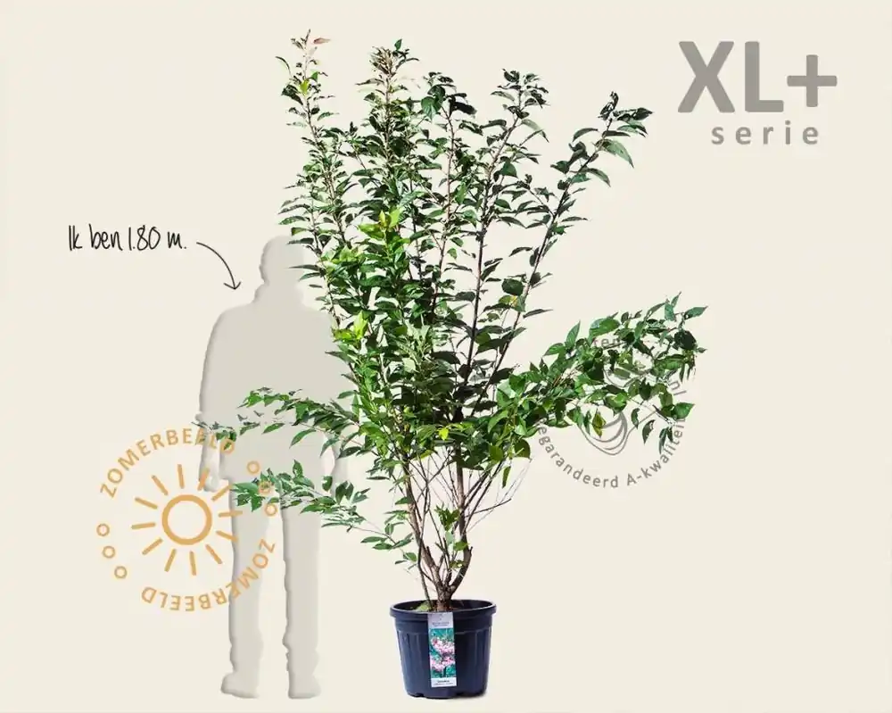 Prunus serrulata ‘Kanzan‘ - XL+ | Veilig betalen