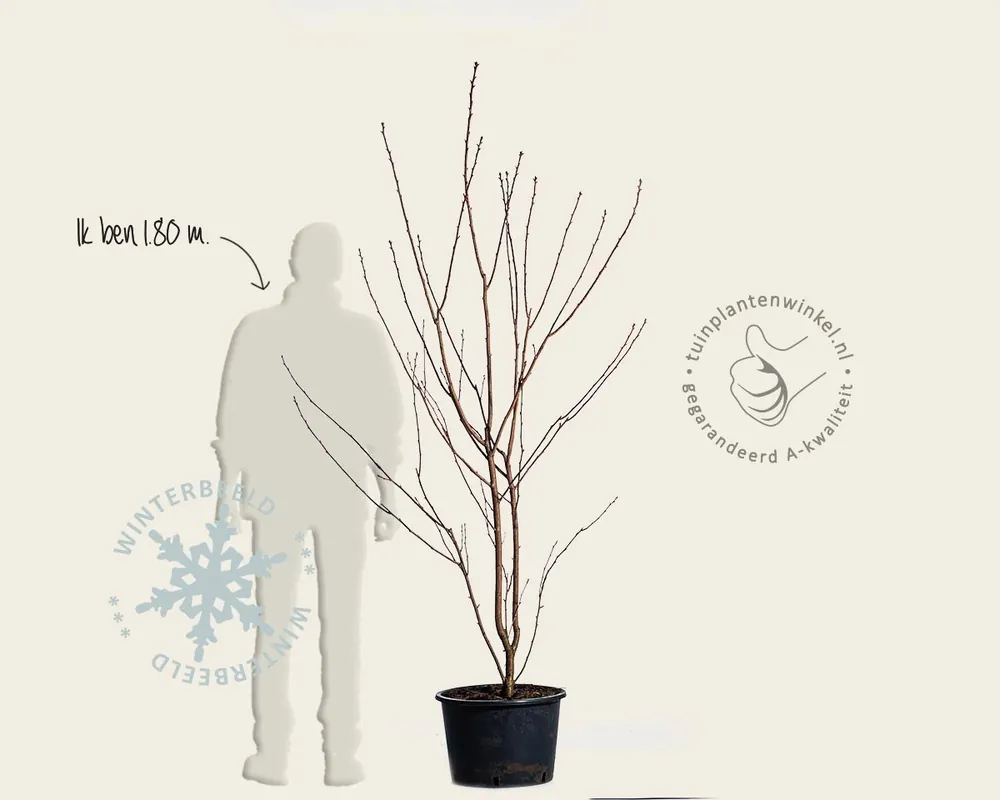 Prunus serrulata ‘Royal Burgundy‘ - meerstammig - Topdeal