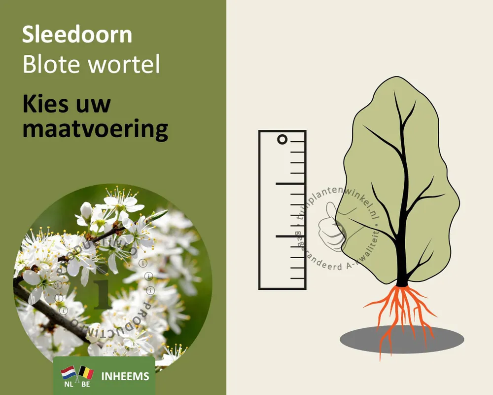 Prunus spinosa - blote wortel - Vanaf nu beschikbaar