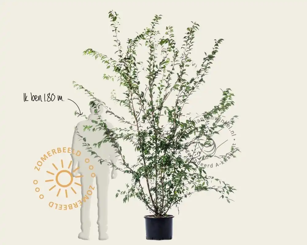 Klaar voor verzending | Prunus subhirtella ‘Autumnalis‘ - meerstammig
