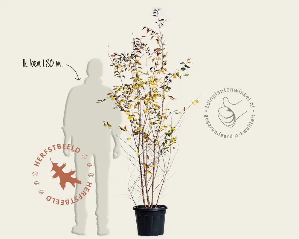 Prunus ‘The Bride‘ - meerstammig - Populair bij klanten