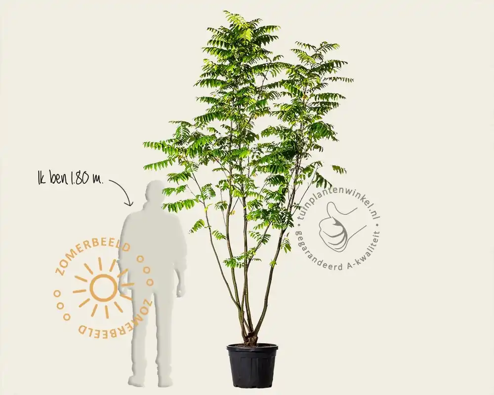 Pterocarya fraxinifolia - meerstammig - Actieprijs