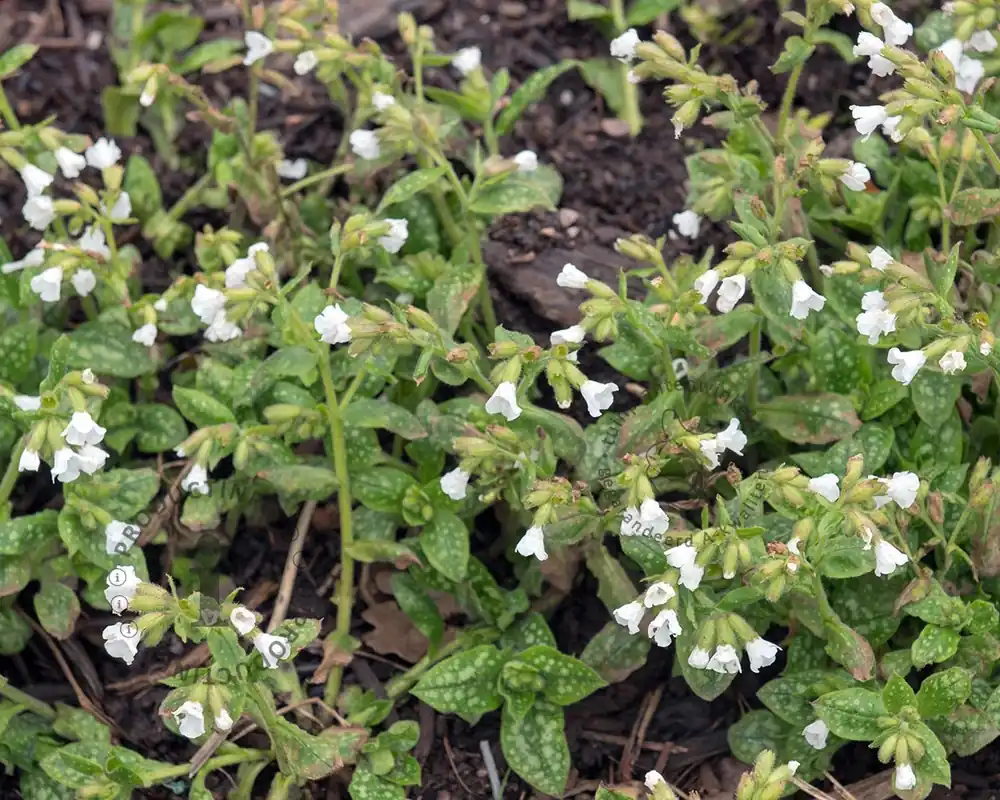 Nieuw in de shop | Pulmonaria officinalis ‘Sissinghurst White‘