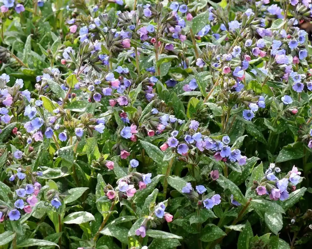 Pulmonaria saccharata ‘Mrs. Moon‘ | Net gelanceerd