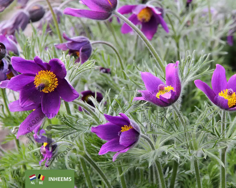 Voordeelprijs - Pulsatilla vulgaris