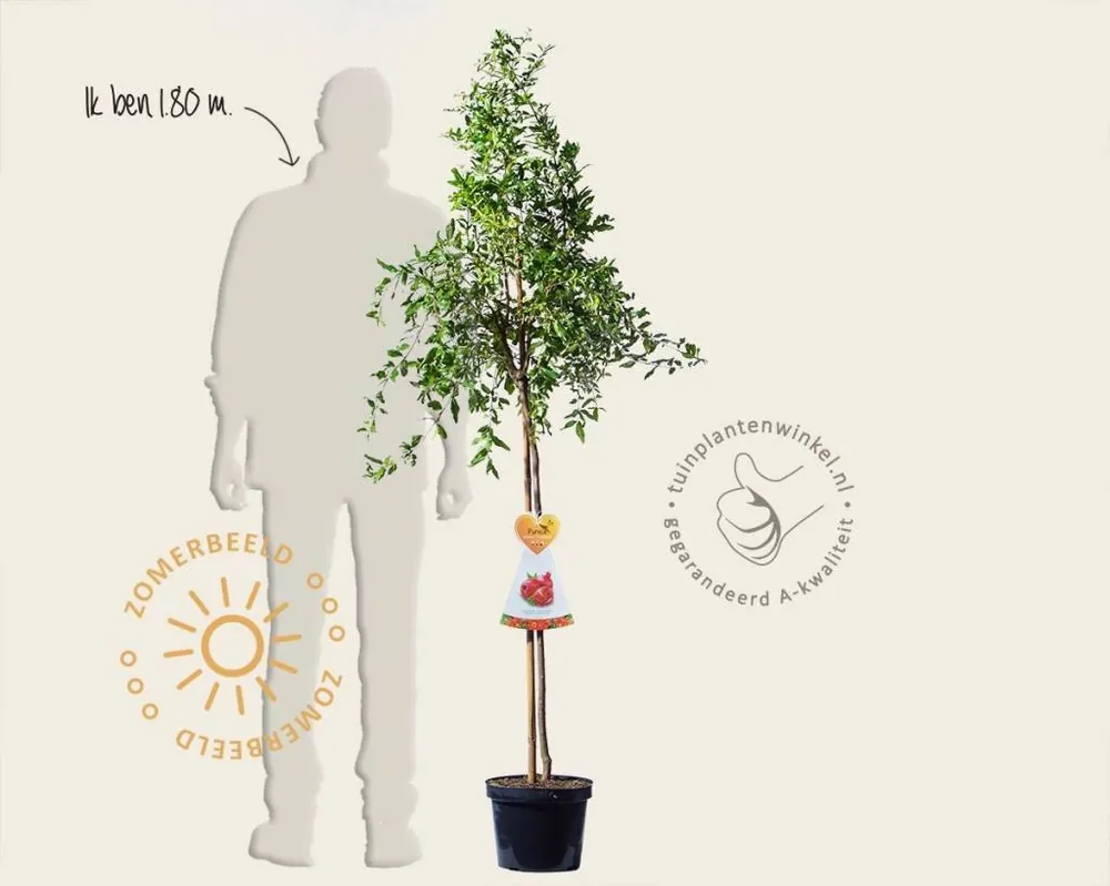 Prijsverlaging - Punica granatum - halfstam