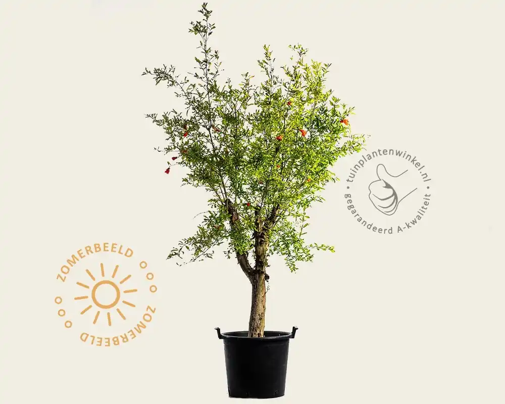 Punica granatum - oude laagstam | Nu beschikbaar