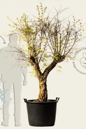Outlet | Punica granatum - zeer oude laagstam