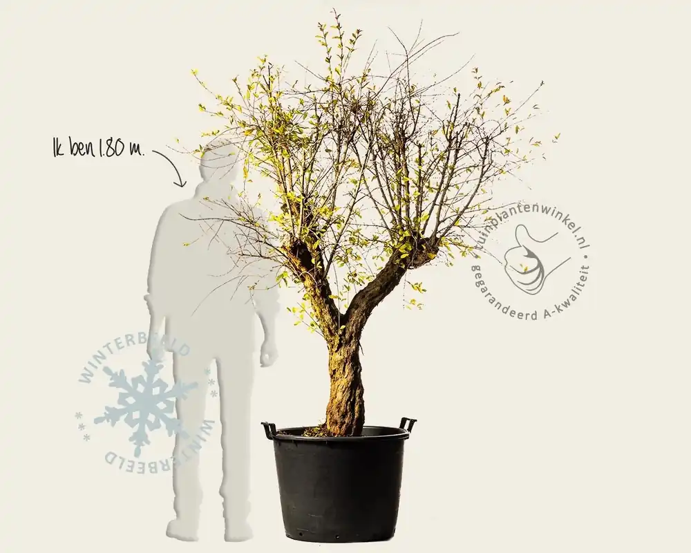 Outlet | Punica granatum - zeer oude laagstam