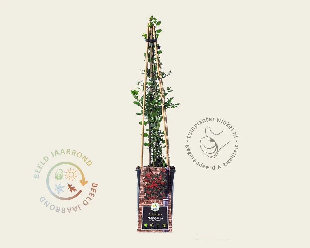 Pyracantha coccinea ‘Red Column‘ | Bestseller